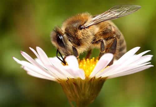 Dan Državnosti and the Carnolian Honeybee in Slovenia